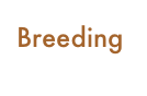 Breeding
